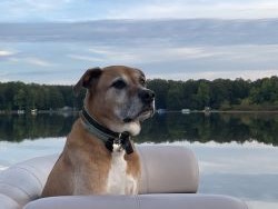 Picture of our dog